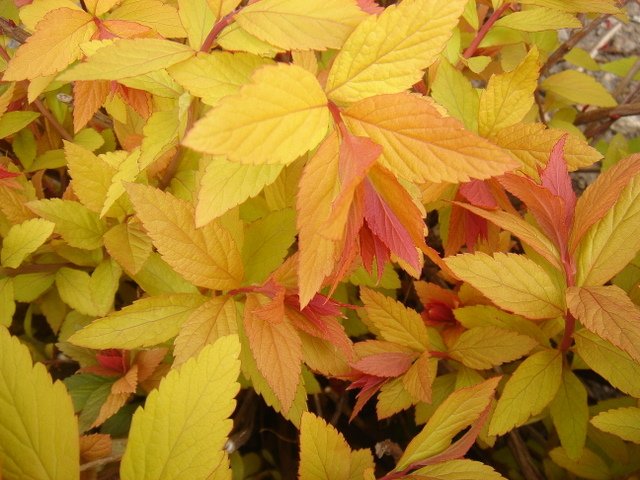 Spiraea japonica  'Gold Flame'